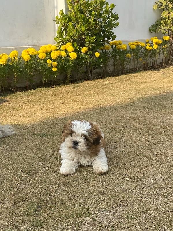 SHIH TZU PUPPY 1