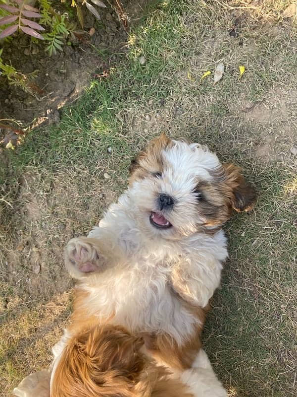 SHIH TZU PUPPY 2