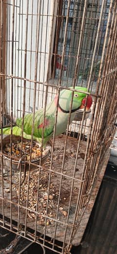 bolny wala parrot