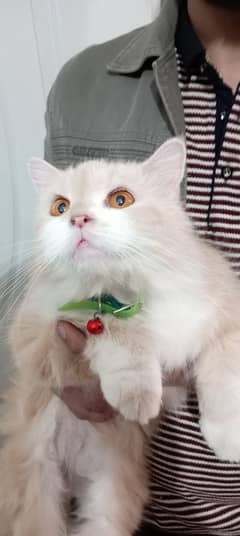 Persian cat 8000