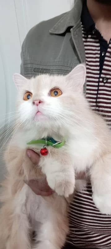 Persian cat 8000 0