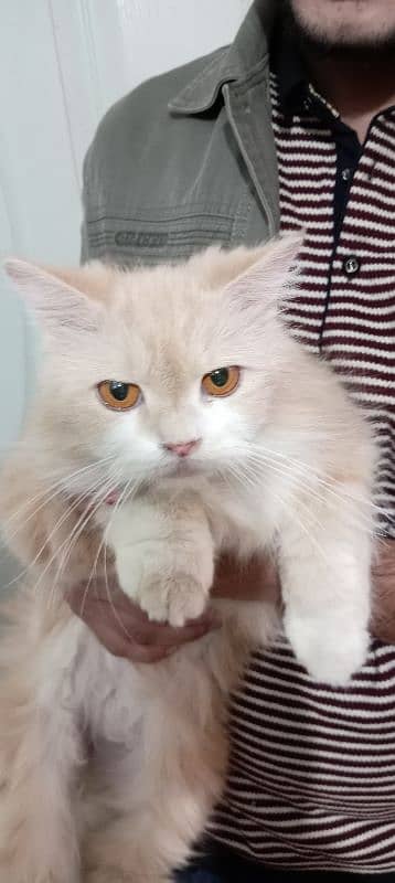 Persian cat 8000 1