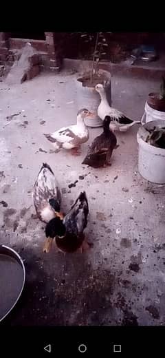 Ducks for sale egg laying also egg available