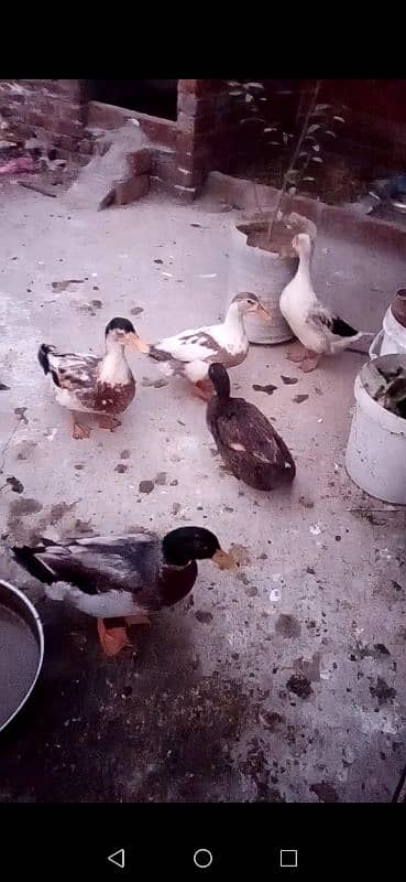 Ducks for sale egg laying also egg available 1