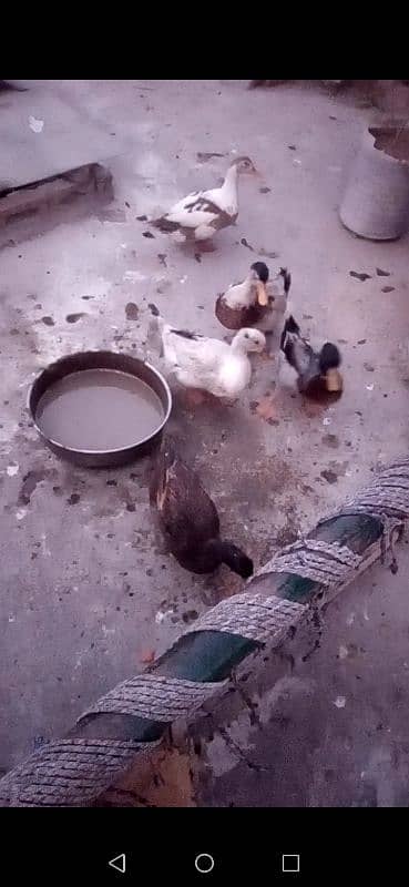 Ducks for sale egg laying also egg available 2