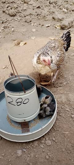 Aseel Chicks For Sale