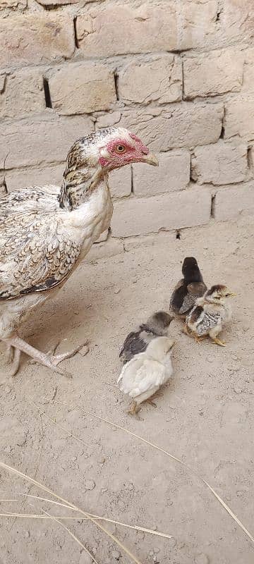 Aseel Chicks For Sale 2