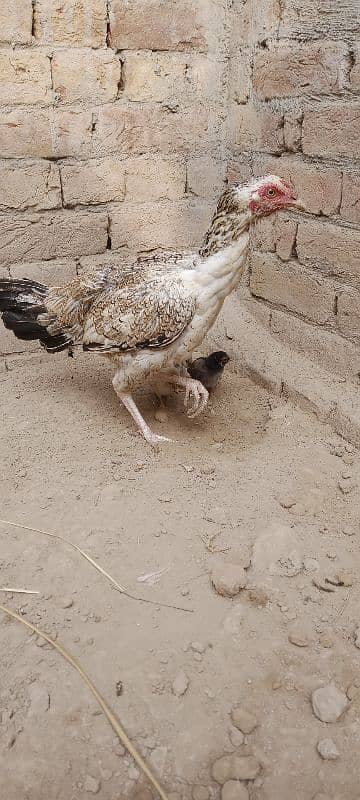 Aseel Chicks For Sale 5