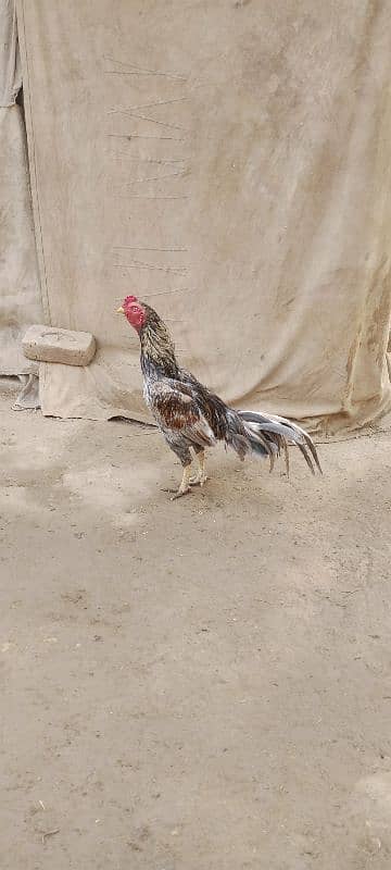 Aseel Chicks For Sale 8