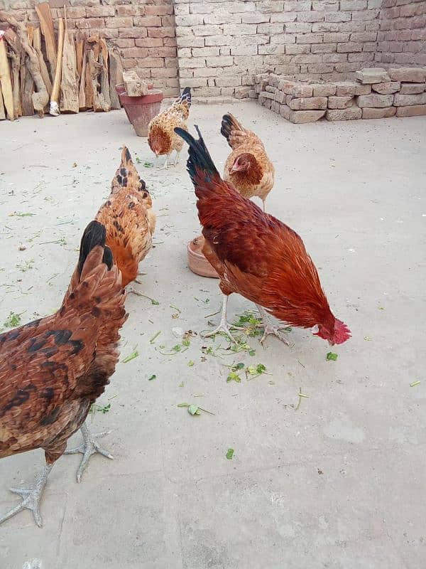 murga or murgia for sale 3