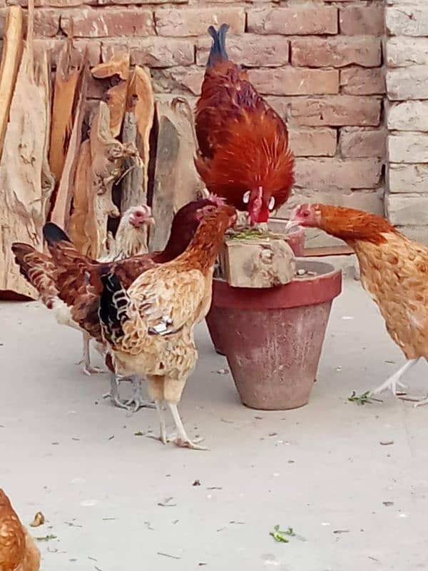 murga or murgia for sale 7