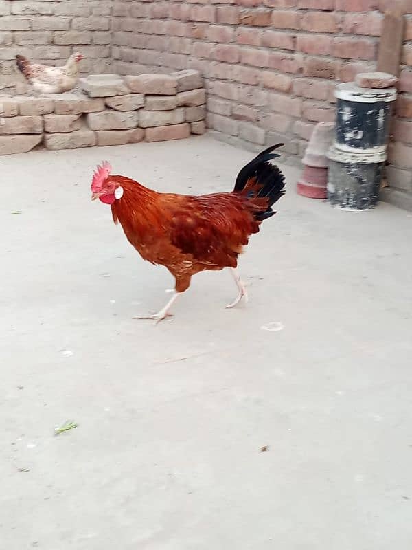 murga or murgia for sale 9