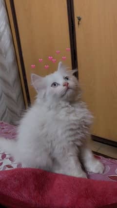 Persian kitten