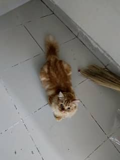 Persian ginger cat