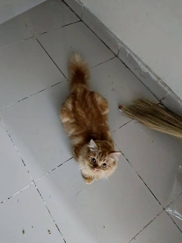 Persian ginger cat 0