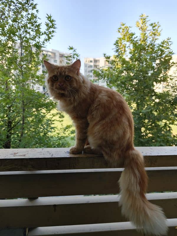 Persian ginger cat 2