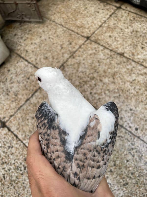 sentient pigeon for sale 1