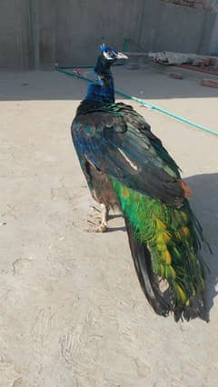 peacock