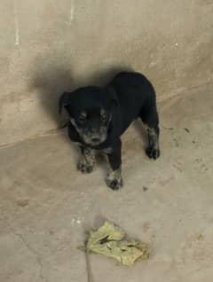 female puppy for sale