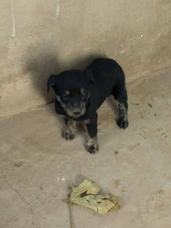 female puppy for sale 0