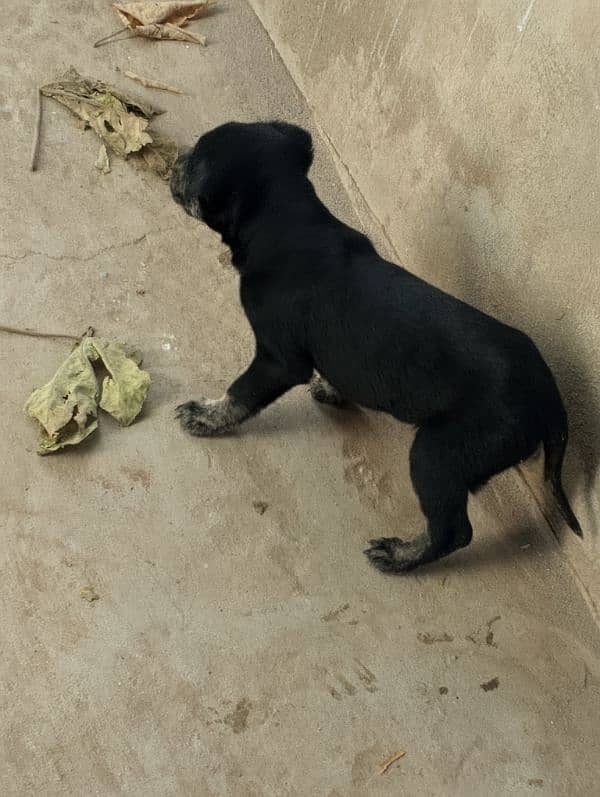 female puppy for sale 1