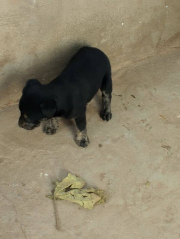 female puppy for sale 2