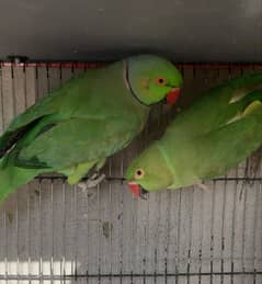 Ringneck breeding pair