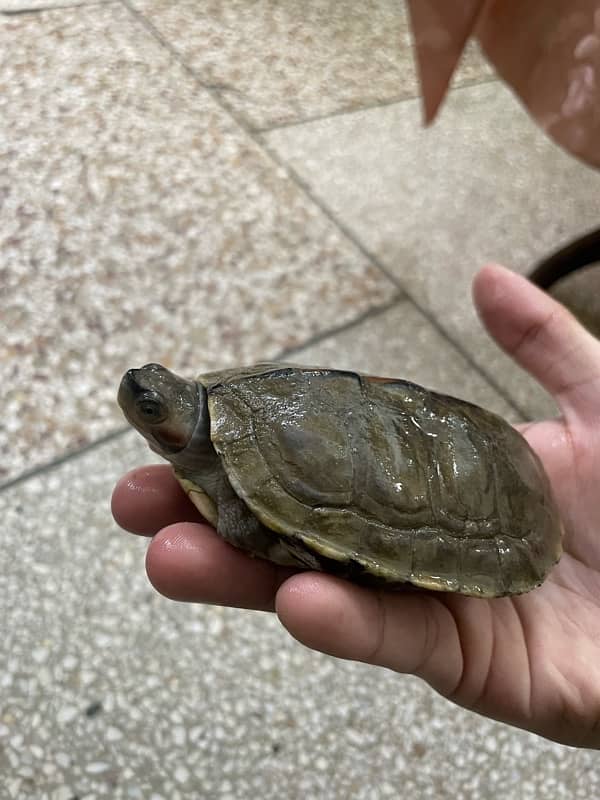 beautiful green turtle 1