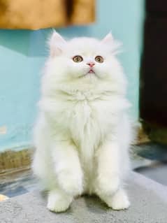 high quality kitten|Punch face Kittens|persian cat|cute|tripple|fluffy