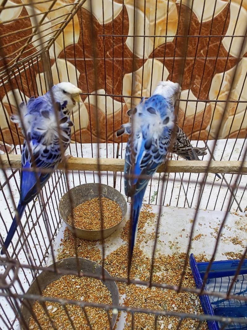 hogoromo budgies 1