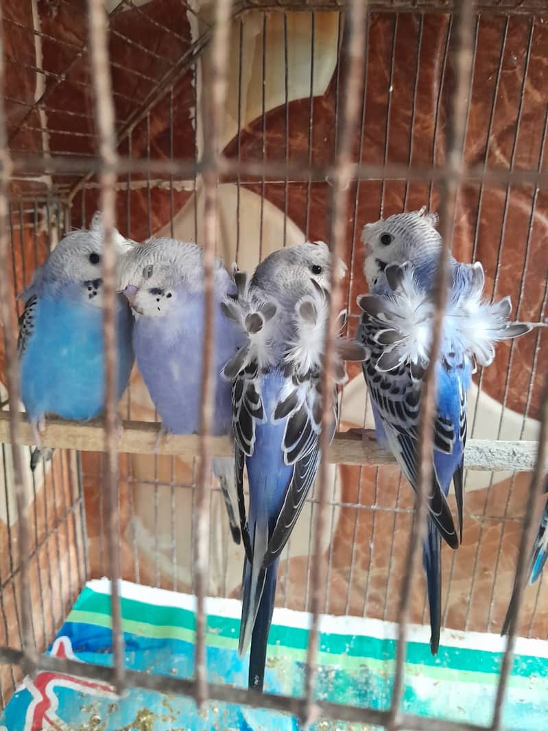 hogoromo budgies 7