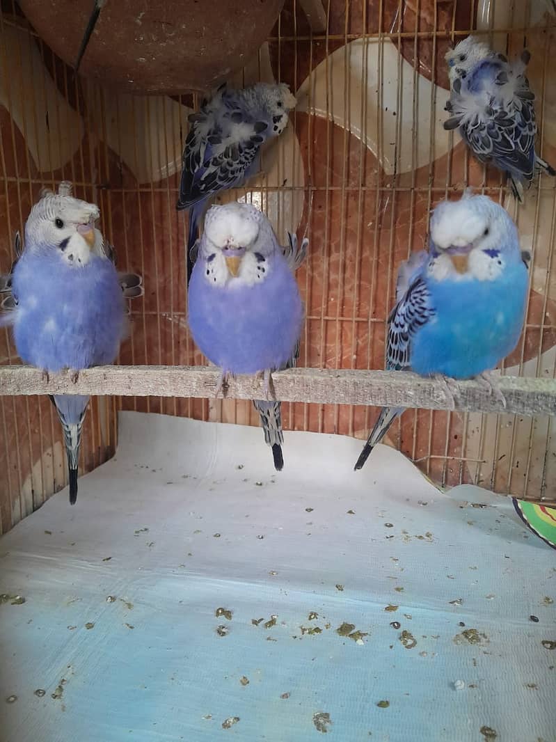 hogoromo budgies 8