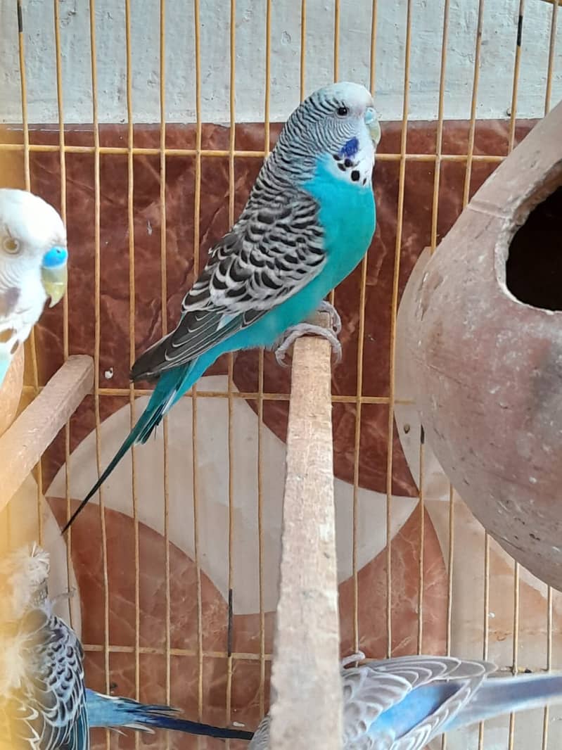 hogoromo budgies 9