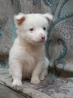 Russian dog with pink nose, cute Russian puppy