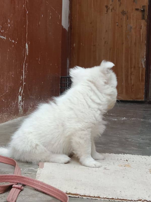 Russian dog with pink nose, cute Russian puppy 1