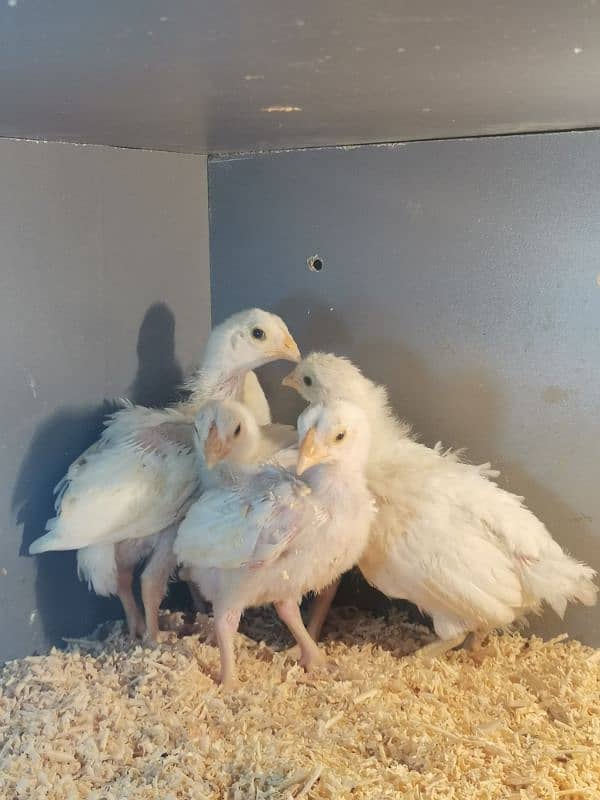 HEERA AUSTRALORP AND EGYPTIAN CHICKS 0