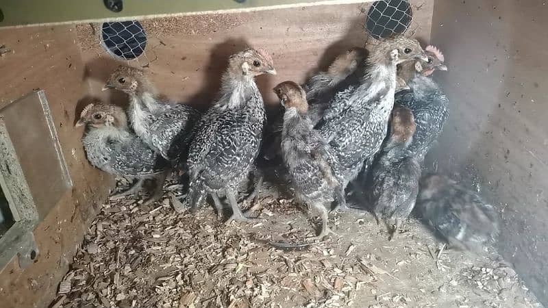 HEERA AUSTRALORP AND EGYPTIAN CHICKS 1