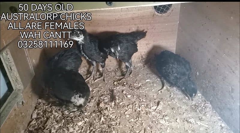 HEERA AUSTRALORP AND EGYPTIAN CHICKS 2