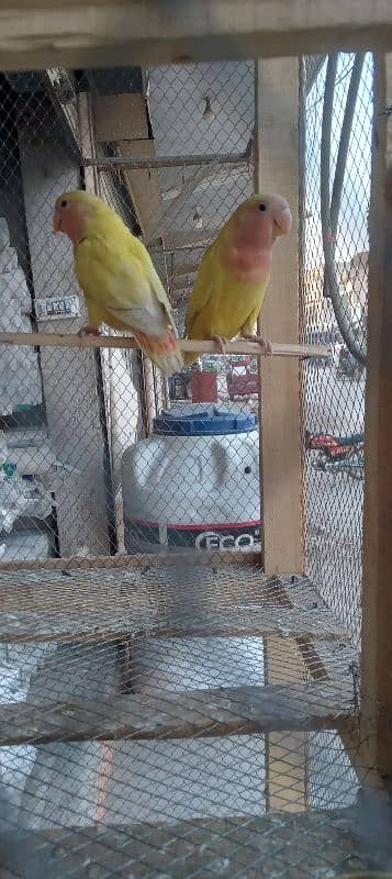 love birds for sale 0