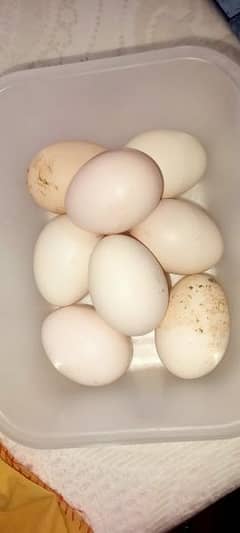 Aseel eggs