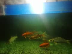 Golden Fish And Koi Fish