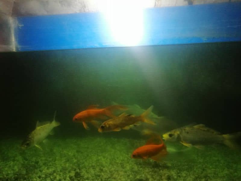 Golden Fish And Koi Fish 0