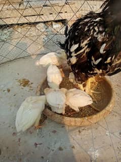 Mashallah my top quality paper white Hera chicks available for sale