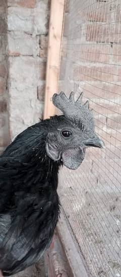 ayam cemani 4 piece