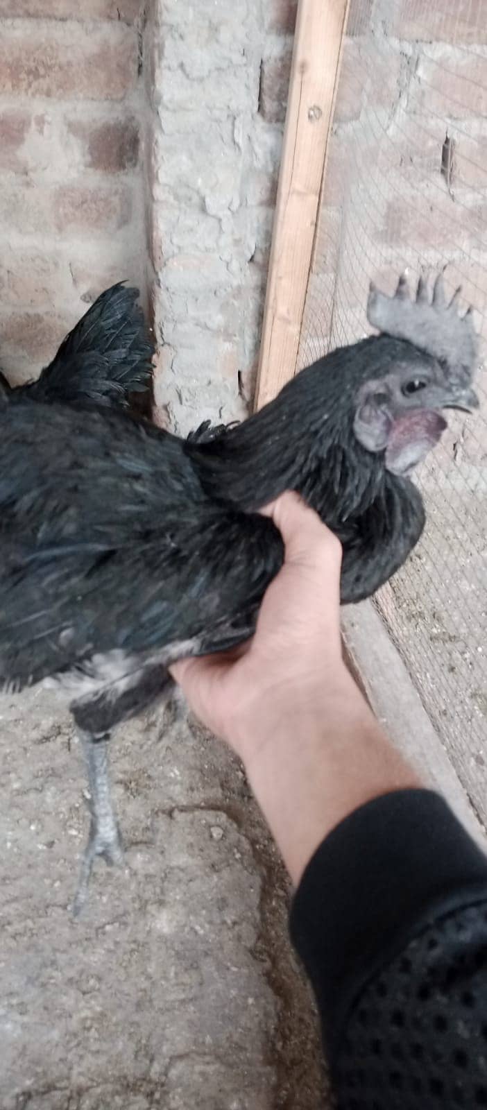 ayam cemani 4 piece 1