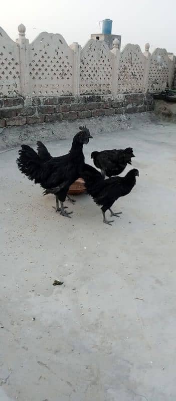 ayam cemani 4 piece 2