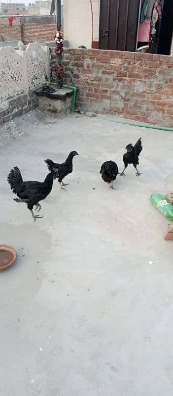 ayam cemani 4 piece 4