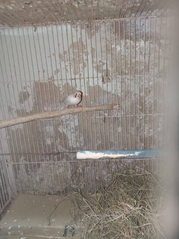 Finches breeder pair for sell 1