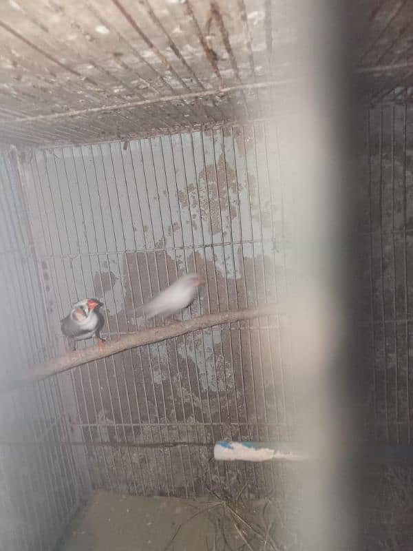 Finches breeder pair for sell 3