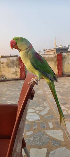 Raw Parrot For Sale